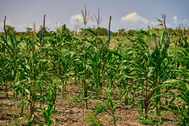 Mature maize growing on Furaha Gardens land
