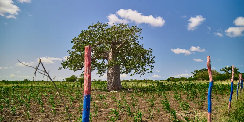 Painted survey beacons marking a plot boundary at Furaha Gardens, beside a mature baobab tree